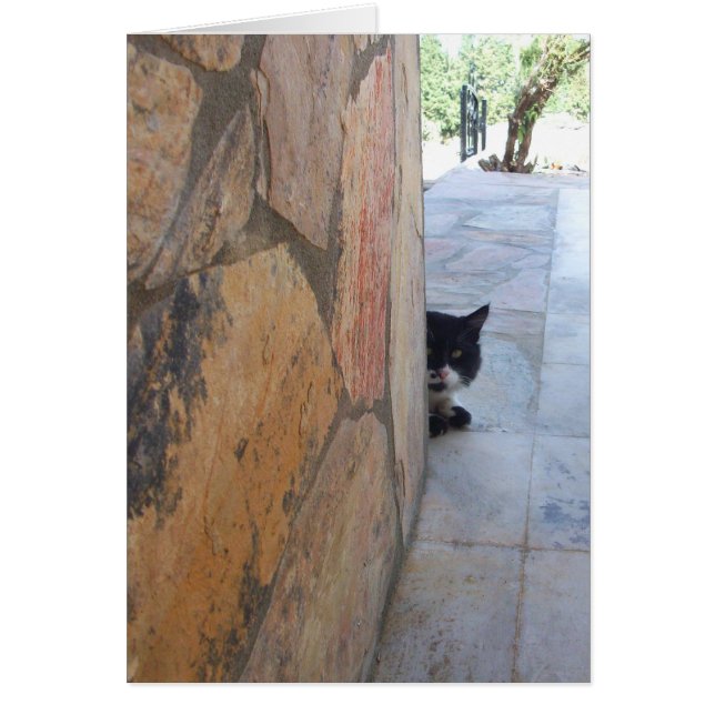 DETECTIVE CAT BEHIND THE STONE WALL (Front)