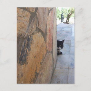 DETECTIVE CAT BEHIND THE STONE WALL / Father's Day Postcard