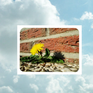 Determined Dandelion Magnet