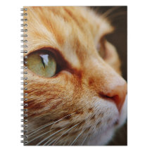 Determined Face of a Ginger Cat