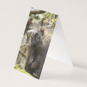 Determined Porcupine