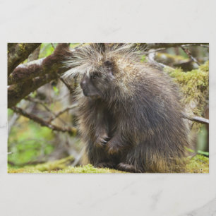 Determined Porcupine Stationery