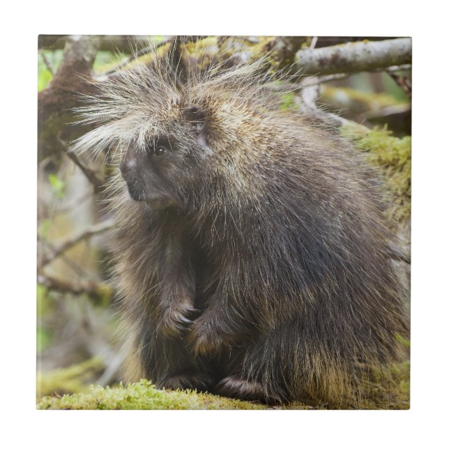 Determined Porcupine Tile (Front)