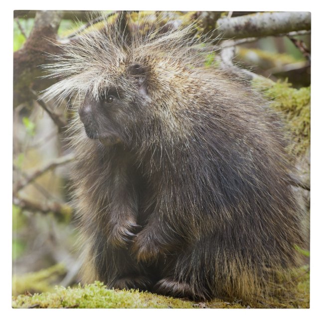 Determined Porcupine Tile (Front)