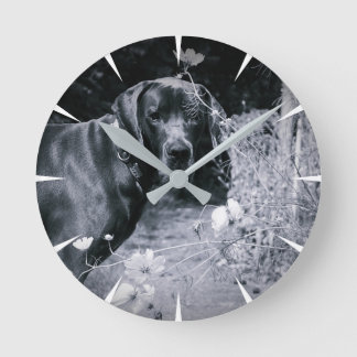 Deutsche Doggen Fotos Round Clock