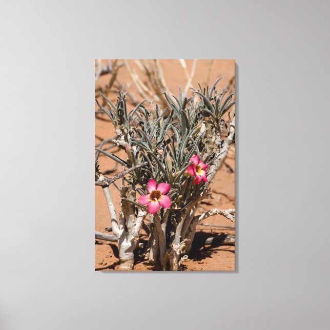 Devil Claw Flowers After Rain In A Desert Canvas Print (Front)