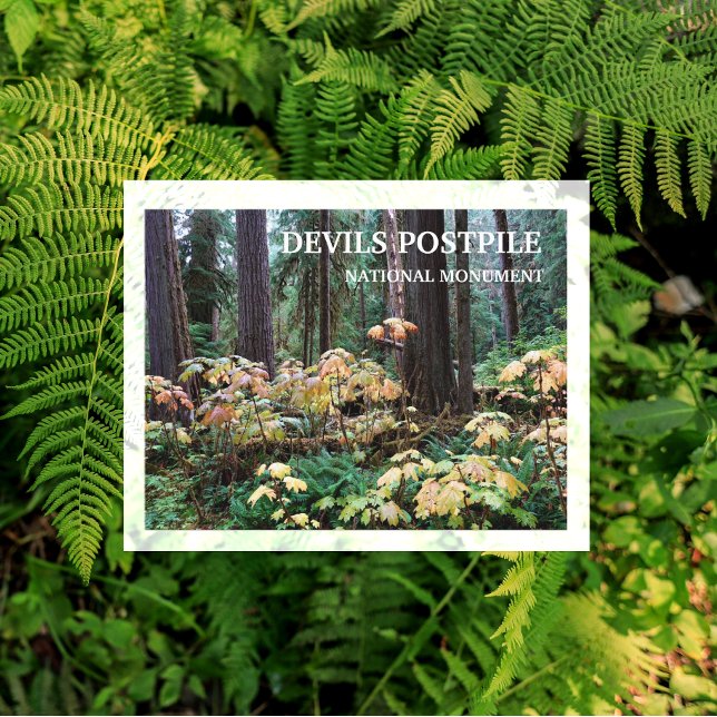 Devil's Club, Devils Postpile National Monument Postcard (Creator Uploaded)