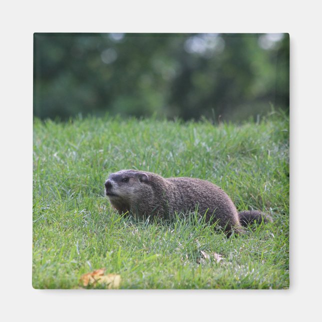 Devil's Hole Digger Magnet (Front)