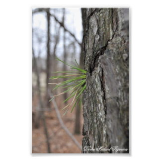 Devin Michael Figueroa 00010 Photo Print