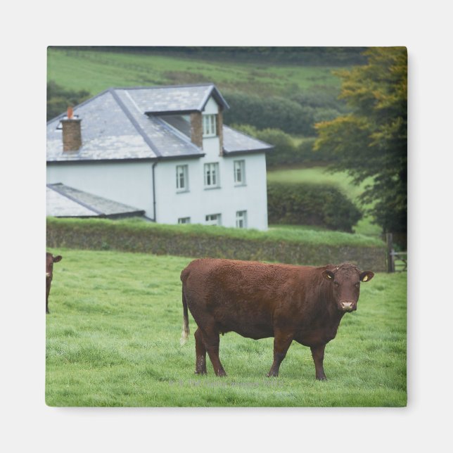 Devon, England Magnet (Front)