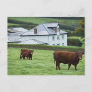 Devon, England Postcard