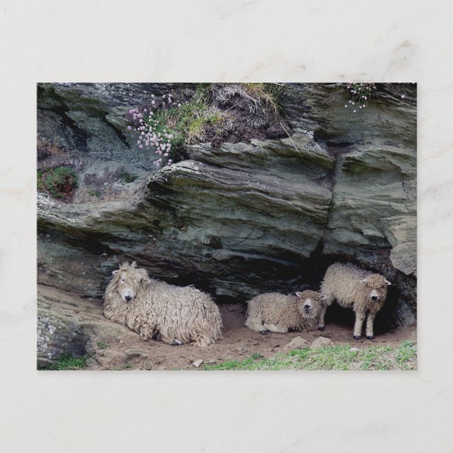Devon Long Wool Sheep Family Sheltering Postcard (Front)