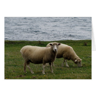 Devon longwool sheep on remote south devon coast