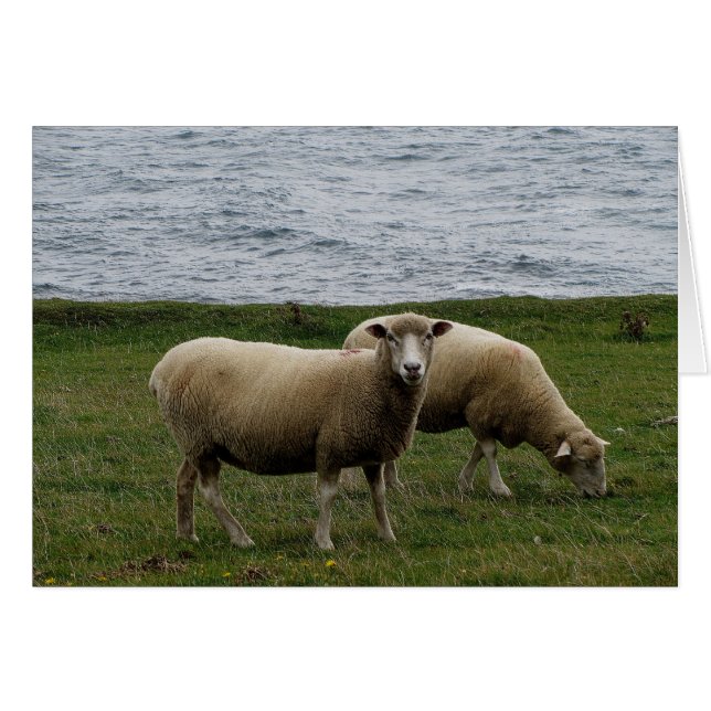 Devon longwool sheep on remote south devon coast (Front Horizontal)