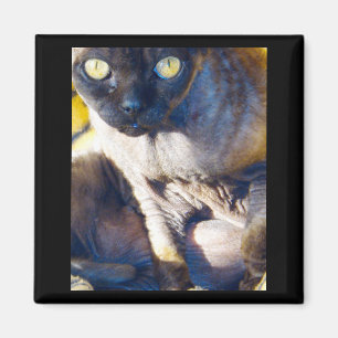 Devon Rex fridge magnet