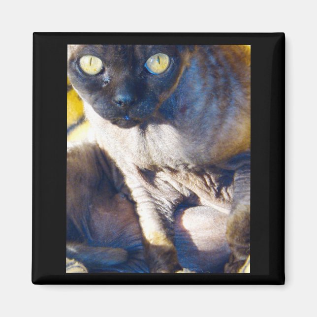 Devon Rex fridge magnet (Front)