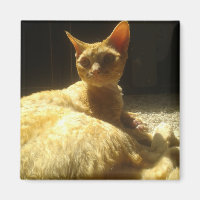 devon rex orange
