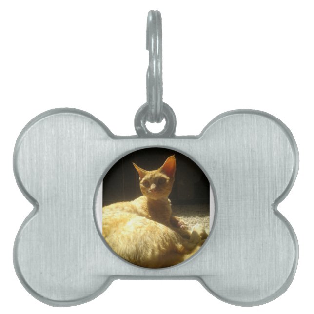 devon rex orange pet ID tag (Front)