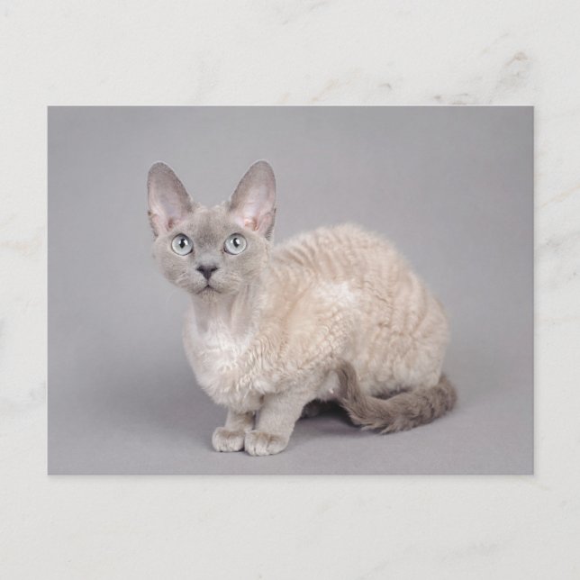 Devon rex postcard (Front)