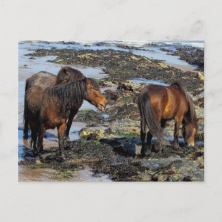 Devon Three Dartmoor Ponies Enjoying Beach Postcard