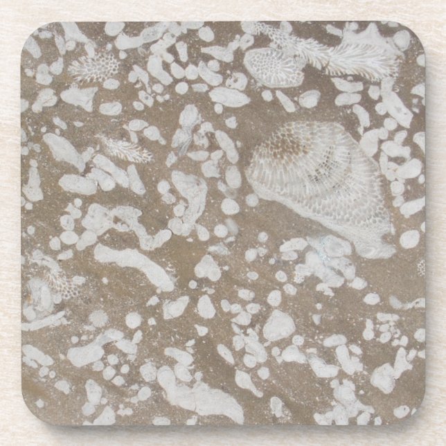 Devonian Fossil Brown & White Drink Coasters (Front)