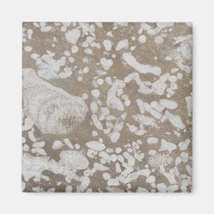 Devonian Fossil Brown & White Magnet