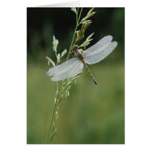 Dew covered Darner Dragonfly