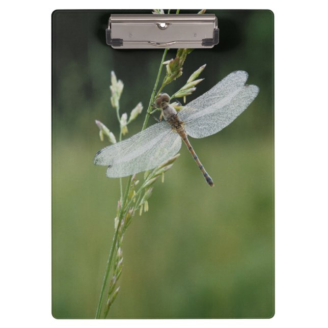 Dew covered Darner Dragonfly Clipboard (Front)