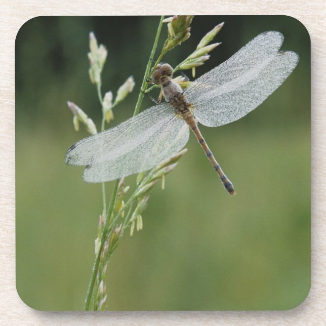 Dew covered Darner Dragonfly Coaster (Front)