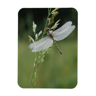 Dew covered Darner Dragonfly Magnet