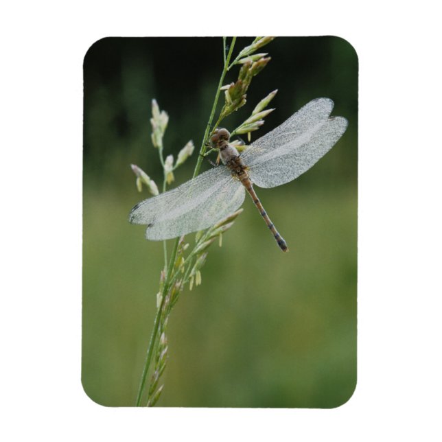 Dew covered Darner Dragonfly Magnet (Vertical)