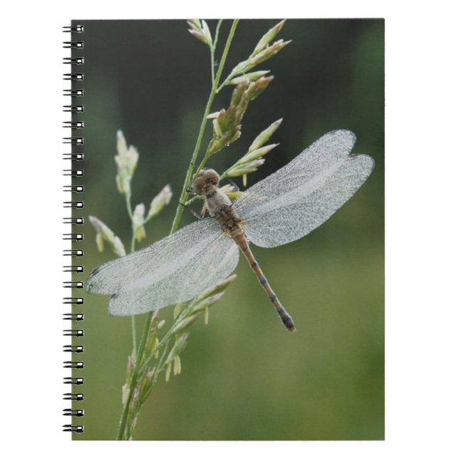 Dew covered Darner Dragonfly Notebook (Front)