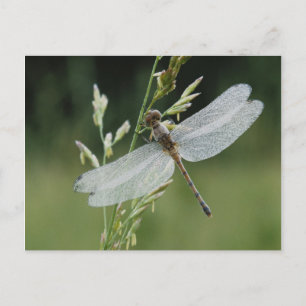 Dew covered Darner Dragonfly Postcard