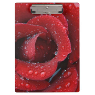Dew covered red rose decorating grave site in clipboard