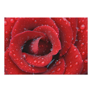 Dew covered red rose decorating grave site in photo print