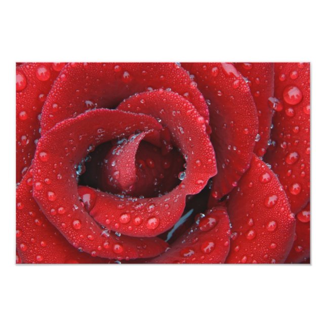 Dew covered red rose decorating grave site in photo print (Front)