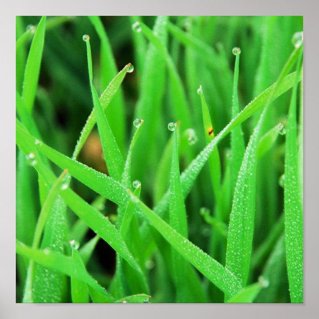 Dew Crowned Grass Poster (Front)