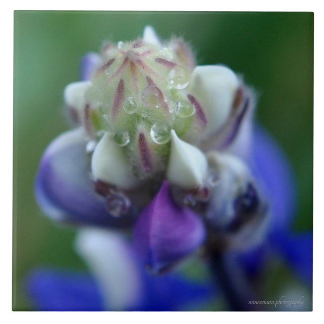 Dew Dappled Lupine Tile (Front)
