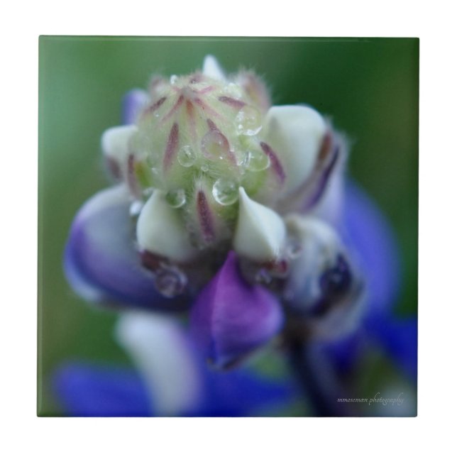 Dew Dappled Lupine Tile (Front)