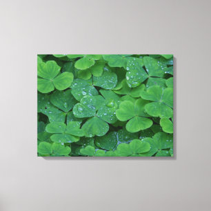 Dew Drenced Clovers Macro Photo Wall Art