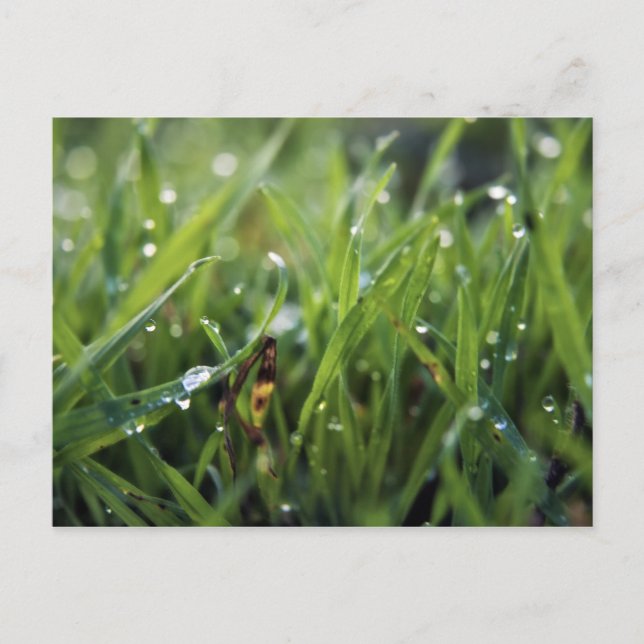 Dew Drop Grass Gardening postcard (Front)