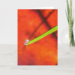Dew Drop om Green Grass Peaceful Meditaion Card