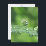 Dew Drop on Green Grass Peaceful Nature Postcard<br><div class="desc">A dew drop meditates on a blade of green grass in this peaceful, soothing, nature photograph. I love how this drop of dew just rests, with such ease, on this bent blade of grass. It looks like its meditating, contemplating, or simply resting in time. Beautiful, peaceful, and a little bit...</div>
