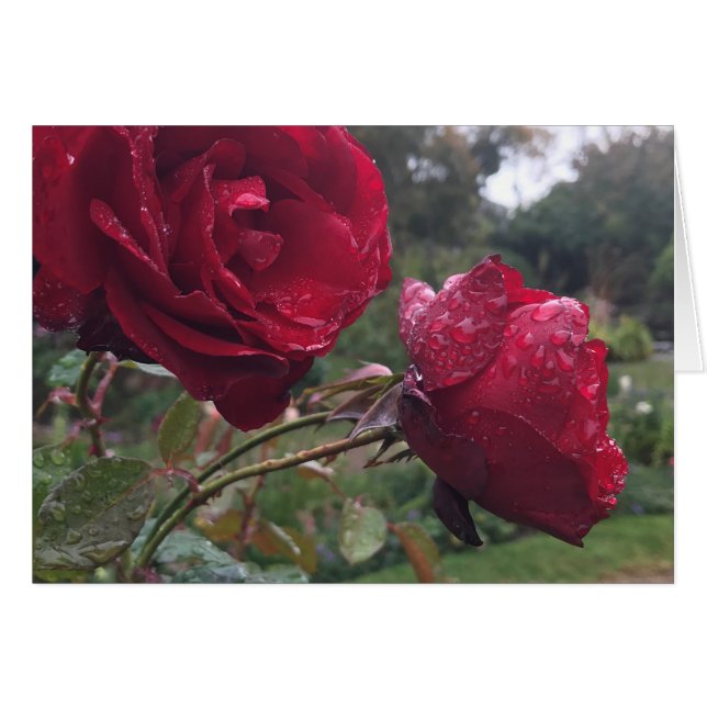 Dew Drop Roses (Front Horizontal)