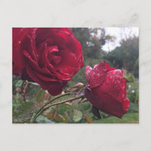 Dew Drop Roses Postcard