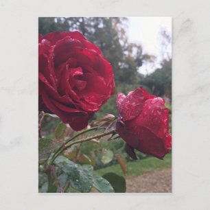 Dew Drop Roses Postcard