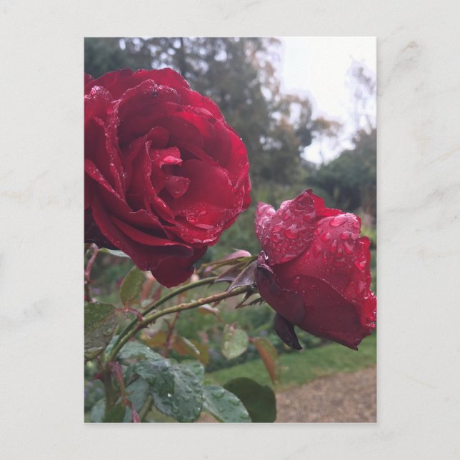 Dew Drop Roses Postcard (Front)