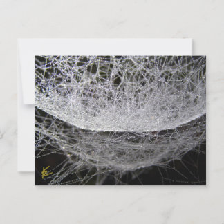 Dew Drop Water Hammock Spider Web Postcard
