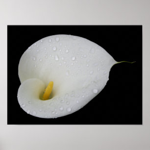 Dew drop White Arum Lily Poster