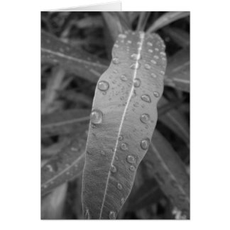 Dew Drops Card